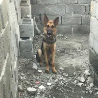 سگ ژرمن