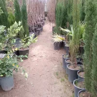 نگهداری مراقبت رسیدگی به حیات باغچه از گلهای خانگی