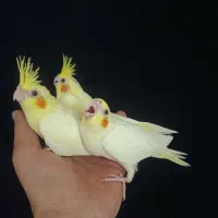 ۳ عدد جوجه عروس هلندی لوتینو یک سر آلبینو کلکسیونی