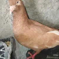 کبوتر کلاهی