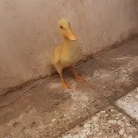 جوجه اردک دوماهه