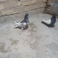 فروش|پرنده|مرودشت, کوشک|دیوار