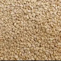 گندم پیشگام تمیز