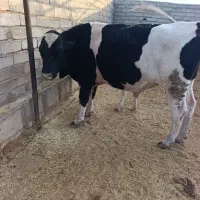 گاو