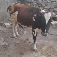 گاو ماده