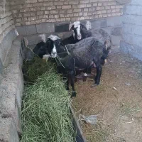 میش بره دوقلوزا