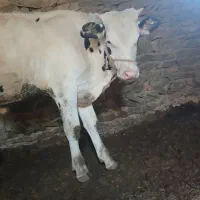 گوساله نر