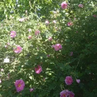 گل محمدی|خوردنی و آشامیدنی|گلبهار, نوبهار|دیوار
