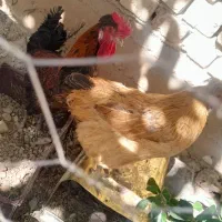 یک عدد مرغ کاکولی چهل جیل و خروس
