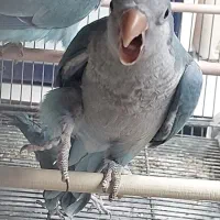 طوطی راهب ابی