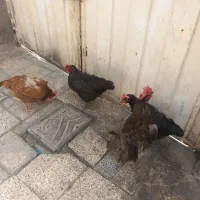 مرغ و خروس