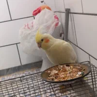 عروس هلندی ماده با قفس