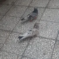 کبوتر سرور