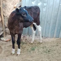 گوساله ماده