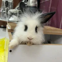 خرگوش