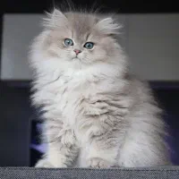 نمکدون گربه ها