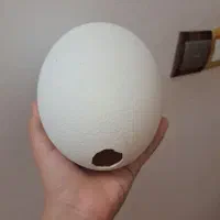 تخم  شتر مرغ پوک