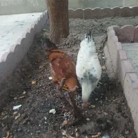 جوجه