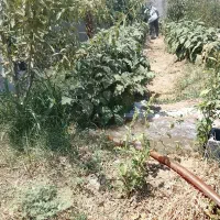 باغچه ۲۵۰ متری