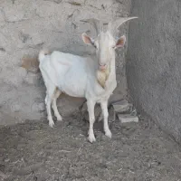 حیوان