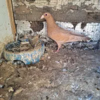 پرنده|پرنده|بم, |دیوار