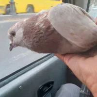 کبوتر ۱۵۰ هزار تومان