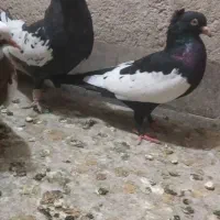 کبوتر