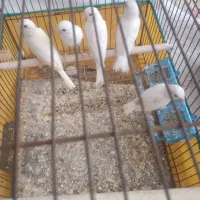 قناری عالی