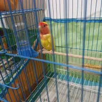 پرنده ‌ی عروس هلندی و طوطی برزیلی