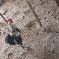 خروس دو رگه
