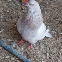 کفتر