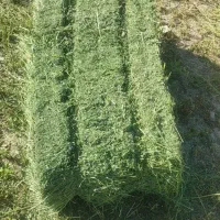 یونجه درجه یک