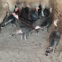 بوقلمون ماده و نر