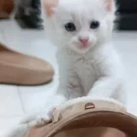 واگذاری بچه گربه پرشین عروسکی اصیل