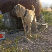 سَگ