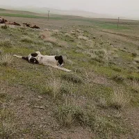 سگ گله|سگ|شراء, |دیوار