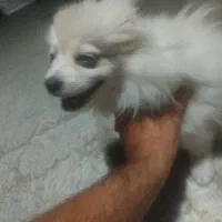 سگ پامر