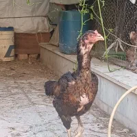 مرغ خروس لاری