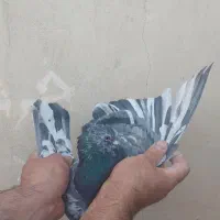 کبوتر