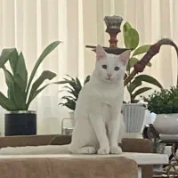 گربه پسر|گربه|مشهد, فدک|دیوار