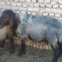 قوچ هترو بسیار تیزران وپرکار