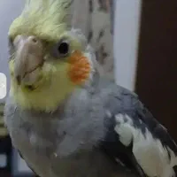 عروس هلندی گمشده