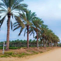 رویایی به زیبایی یک نخلستان