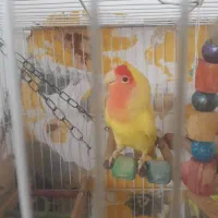 یک عدد کوتوله برزیلی  سخنگو