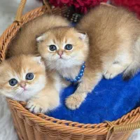 نژاددار و اصیل*زیبا و ملوس و تربیت شده/گر+به