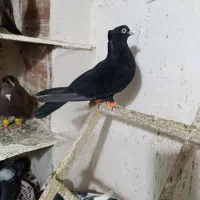 کبوتر