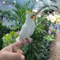عروس هلندی نر دستی