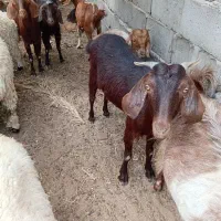 حیوانات مزرعه