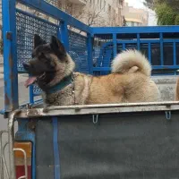 سگ ماده امریکن آکیتا