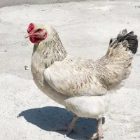 مرغ تخم کن